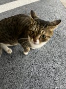 猫咪飞机耳什么意思？是什么情绪