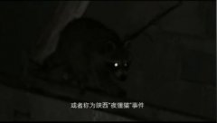 夜狸猫是什么动物？夜狸猫事件村庄现状如何