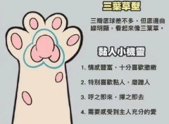 猫爪垫形状看性格，教你一窝猫怎么挑选性格好的