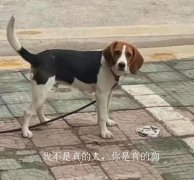 我不是真的人，但你是真的狗什么意思？表情包