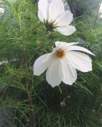 我出不了神山你带一支格桑花走吧出自哪里