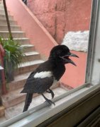 喜鹊进家有什么预兆？喜鹊在窗户外面叫是什么意思？