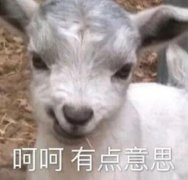 汉子婊是什么样的女生？汉子茶经典语录