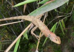 海南人骑雷公马去砍树是什么梗？雷公马驾驶证是什么梗？