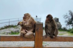 峨眉山的猴子抢东西可以打吗？峨眉山猴子是国家二级保护动物