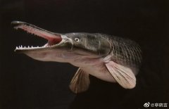 汝州怪鱼抓到了吗？是什么鱼，为什么这么难抓