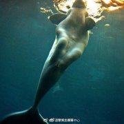 儒艮为什么是美人鱼的原型？儒艮最像女人的一张图片来了