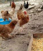 只因是什么意思？只因只因是什么梗？