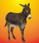 驴系青年什么意思？是你，也是我......