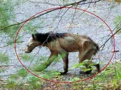 驴头狼真的存在吗？驴头狼是什么动物图片