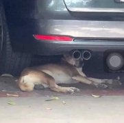 瞭望狗、侦查狗什么意思梗？比舔狗还卑微