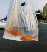 鱼怎么叫是啥意思？海王海后们的备胎