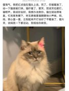 小猫文学什么意思？小猫文学文案