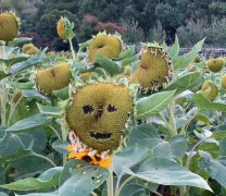 植物大战僵尸植物文学文案
