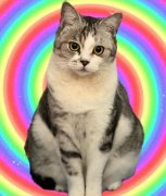 十斤的猫九斤的反骨什么意思？反骨表情包