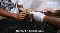 茶杯犬怎么培育出来的？能活几年