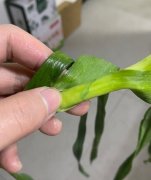 波尔多液的作用与用途，主要成分和配制方法介绍