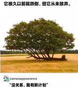 meme什么意思？meme梗图