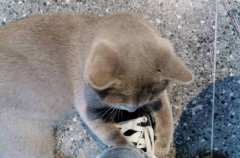 民政局系鞋带是什么意思？内涵段子解释