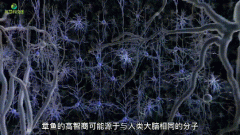 章鱼为什么是外星生物？章鱼这么聪明为什么没进化成高级文明