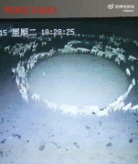 羊群转圈走是怎么回事？羊群转圈走是什么预兆