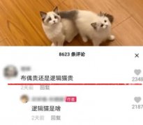 逻辑猫是什么猫？逻辑猫和暹罗猫的区别