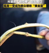 韩式地瓜梗咸菜的做法，地瓜梗的功效与作用