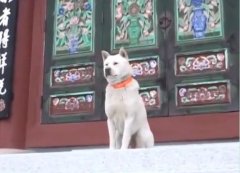 它私下里可是酒肉都来啊什么梗？心石狗在什么地方？