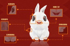 安徽模鼠兔复原图