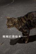 猫咪糊糊事件后续，猫拦着不让走是什么意思？