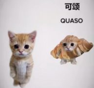 可颂猫是什么意思？可颂猫表情包