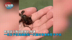 蓝环章鱼有多毒？蓝环章鱼摸一下会死吗