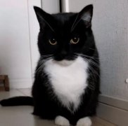 臭猫是什么意思网络用语？臭猫旋转表情包