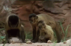 巴拿马猴子进化需要多久？巴拿马猴子进化到石器时代了？