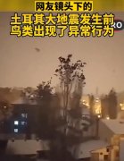 土耳其地震发生前鸟类出现异常行为，地震动物为什么可以提前感知