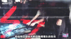 缉毒松鼠是什么？为什么有缉毒松鼠，什么品种的松鼠