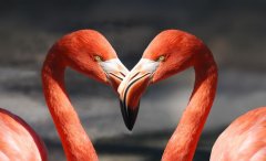 总结一些文学大师的情话语录