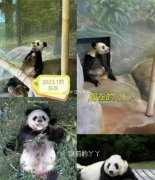 旅美熊猫丫丫回国时间？熊猫丫丫多少岁了？