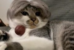 梅狸猫amagi是什么意思？amagi是什么意思？