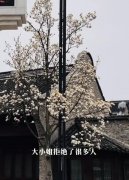 大小姐文学是什么意思？花又开了大小姐是不是又有新欢了文案