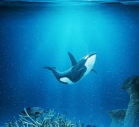 虎鲸是海豚还是鲸鱼？答案一目了然！