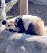 熊猫年龄和人类年龄对比换算公式，熊猫年龄最大是多少？