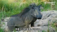 疣猪为什么叫蓬蓬？疣猪速度为什么特别快