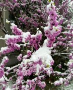 三月下雪有什么寓意？三月桃花雪清明大风寒