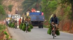 非洲蕉响曲原名是什么？