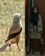 妍珍小鸟是什么梗？妍珍表情包组图