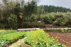 春分前上坟还是春分后上坟，这些习俗要知道