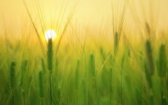 起床气很重的小孩子怎么办？两个字四个方面彻底解决！