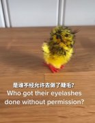 最近火的毛绒玩具小鸡叫什么？BGM是什么