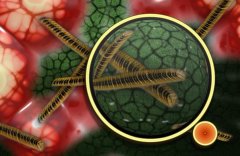 耳念珠菌通过什么传染？耳念珠菌感染症状详解